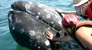  Whales up close 